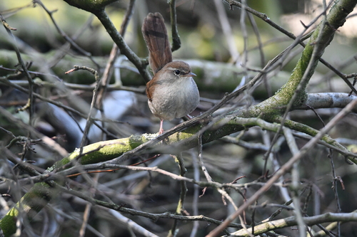 Cetti's Warbler, Tanthof-West, Delft, Nederland, photo 6 of 10
