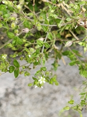 Arenaria leptoclados, photograph author not stated, no rights reserved