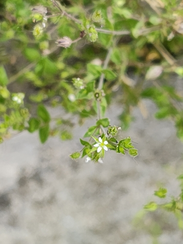 Arenaria leptoclados, photograph 4