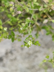 Arenaria leptoclados, photograph author not stated, no rights reserved