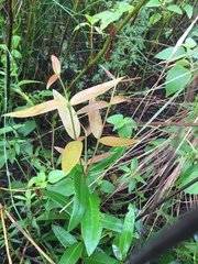 Blepharocalyx salicifolius