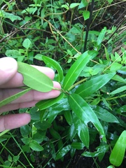 Blepharocalyx salicifolius
