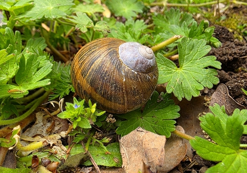 Cornu aspersum