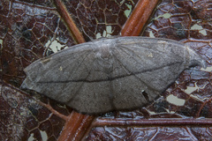 Drepanidae