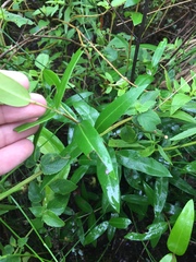 Blepharocalyx salicifolius