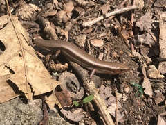 Plestiodon anthracinus