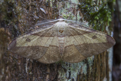 Hypochrosis hyadaria