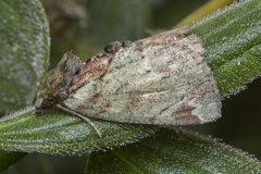 Dindica olivacea