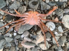 Liocarcinus depurator