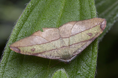 Hypochrosini