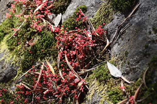 Crassula strigosa