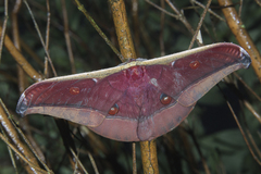 Antheraea assamensis
