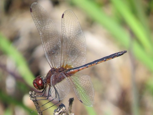 Idiataphe longipes