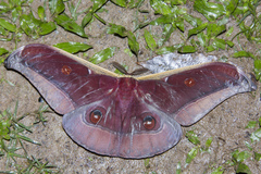 Antheraea assamensis