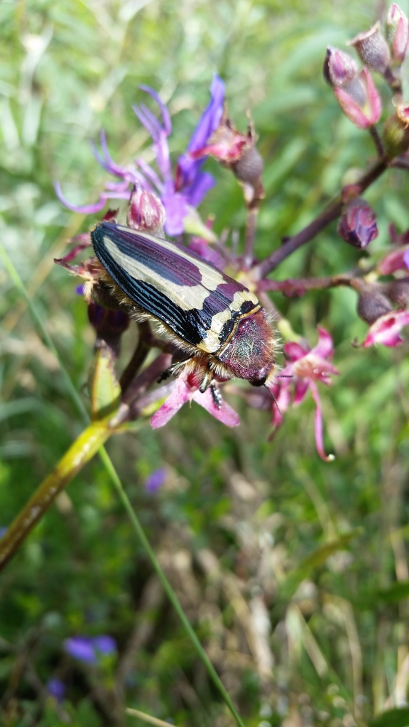 Conognatha parallelogramma
