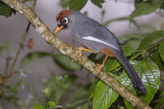 Pterorhinus mitratus major