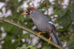 Pterorhinus mitratus major