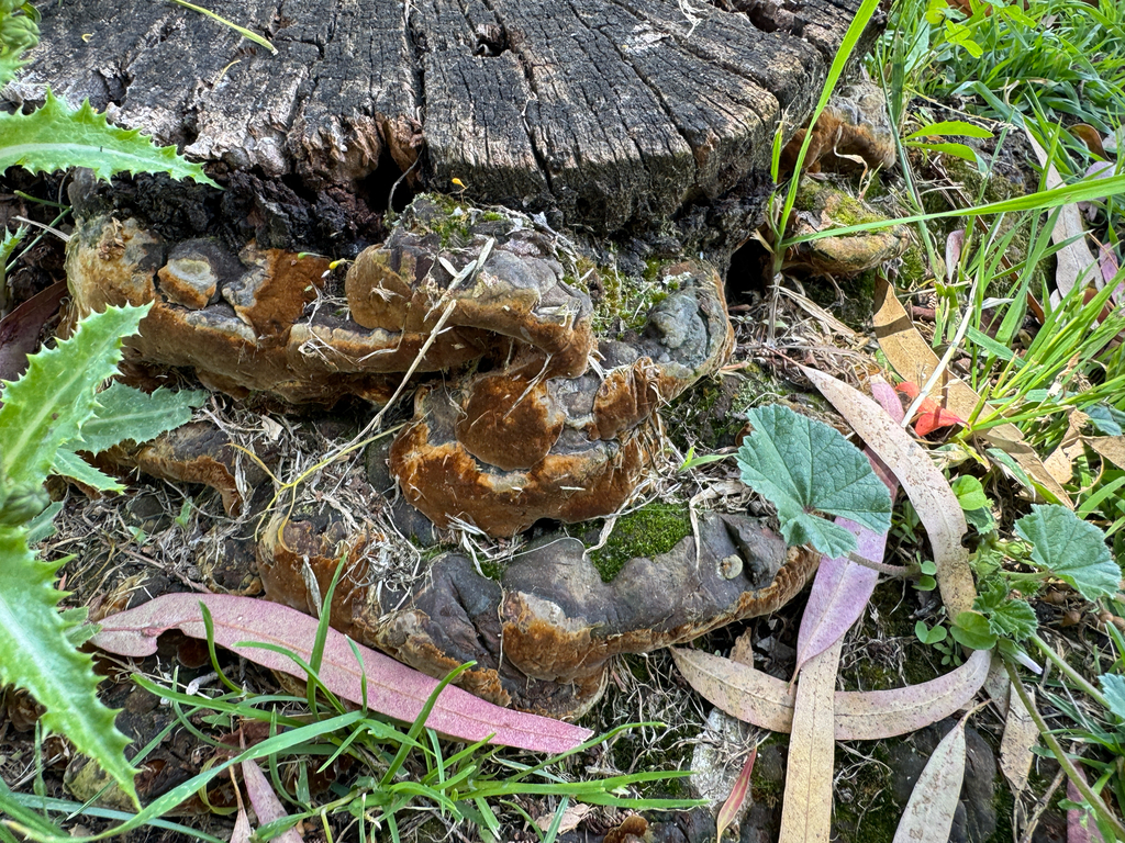 Fuscoporia torulosa · May 2026 · photo: © catslovetofindplants (iNaturalist, cc0)