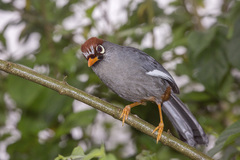 Pterorhinus mitratus major