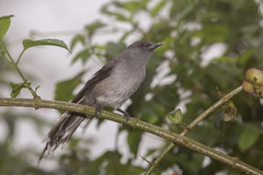 Long-Tailed Sibia photo 4