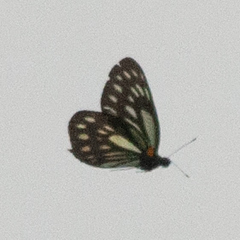 Aporia agathon