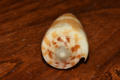 Conus striatellus
