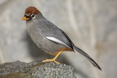 Pterorhinus mitratus major