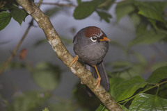 Pterorhinus mitratus major