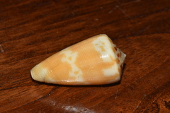 Conus striatellus