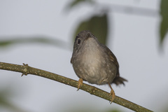 Alcippe peracensis peracensis