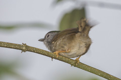 Alcippe peracensis peracensis