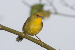 Cyanoderma chrysaeum