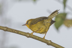 Cyanoderma chrysaeum