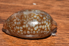 Mauritia scurra