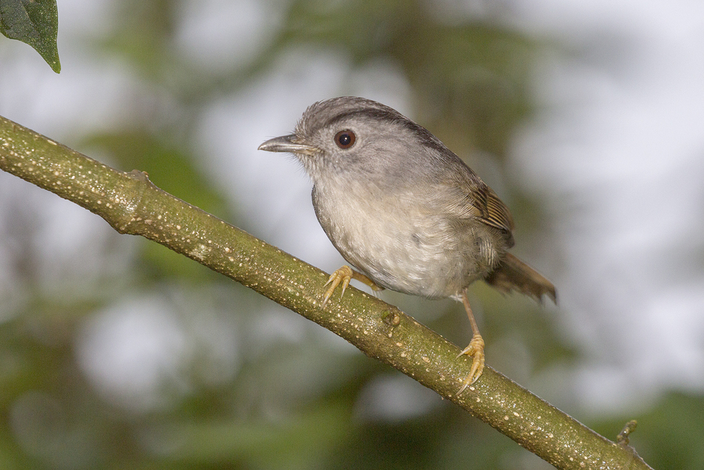 Mountain Fulvetta