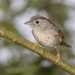 Mountain Fulvetta - Photo (c) budak, some rights reserved (CC BY-NC), uploaded by budak