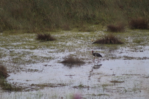 Black Stork