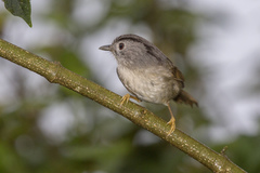 Alcippe peracensis peracensis