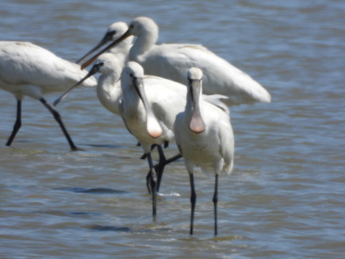 Eurasian Spoonbill