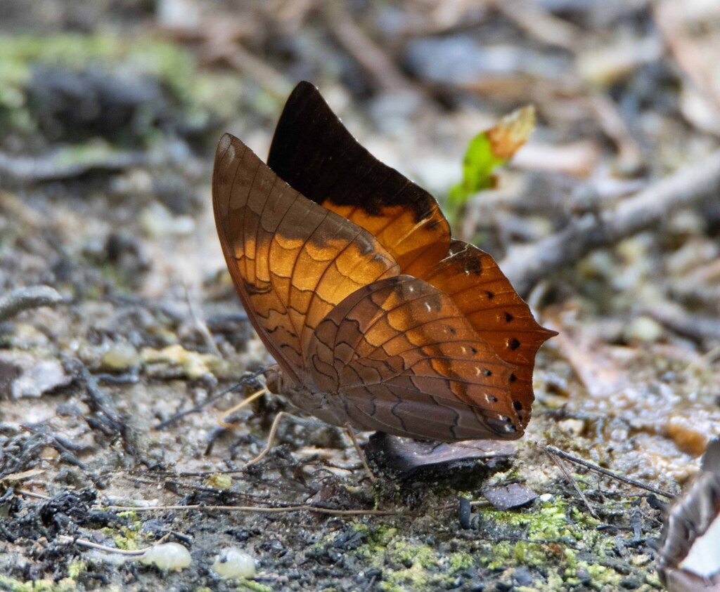 Tawny Rajah (Charaxes bernardus)