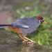 Chestnut-capped Laughingthrush - Photo (c) budak, some rights reserved (CC BY-NC), uploaded by budak