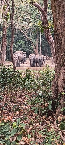 Mainland Asian Elephant
