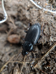 Pterostichus mutus