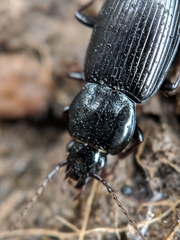 Pterostichus mutus