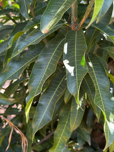 Indian mango