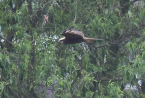 Western Marsh Harrier