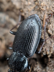 Pterostichus mutus