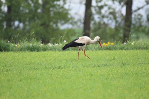 White Stork