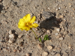 Oxalis perdicaria