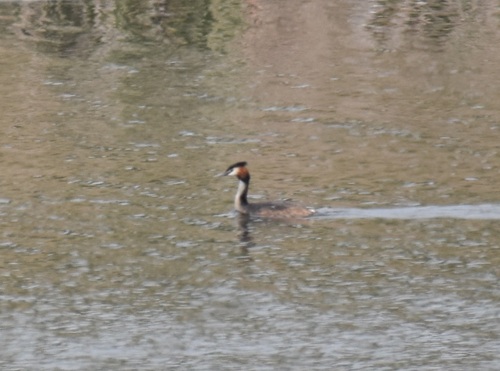 Great Crested Grebe